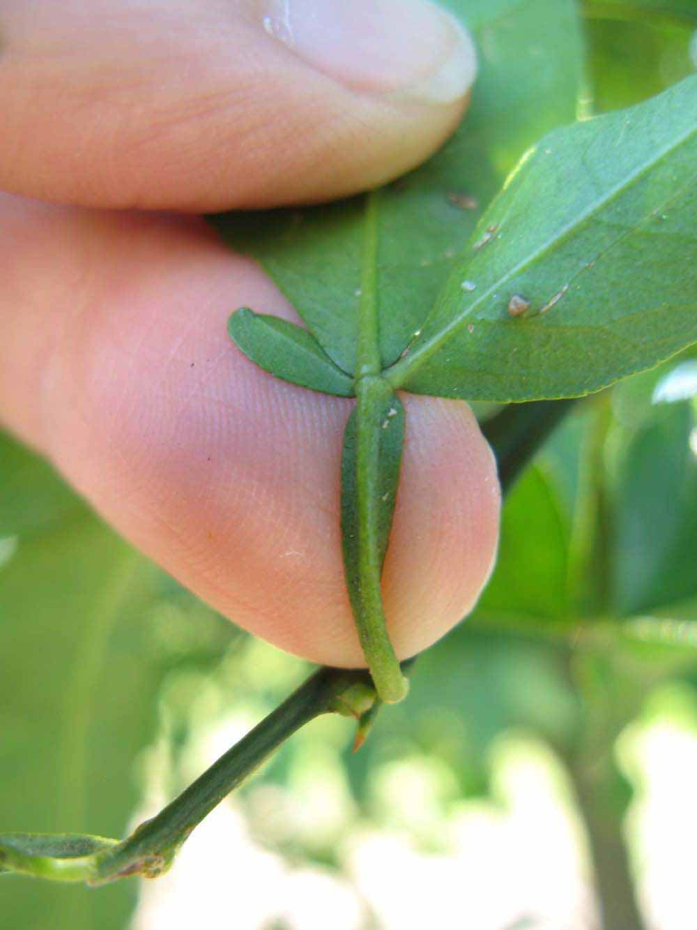              Petiole (Winter Haven, FL)       